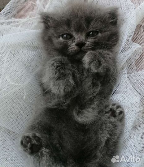 Шотландские котята