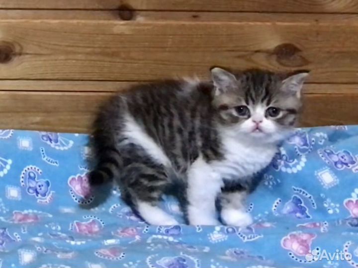 Котик британский мальчик красавчик
