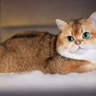 Шотландский прямоухий короткошёрстный кот, вязка