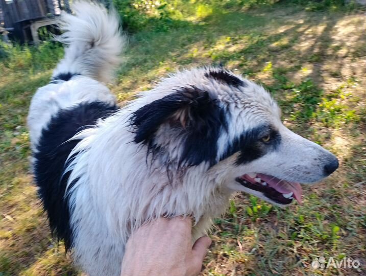 Собака в добрые руки