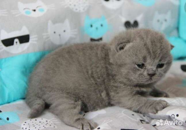 Шотландские вислоушки