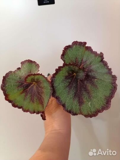 Бегония декоративно лиственная