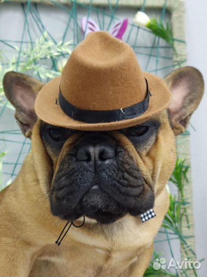 Вязка французский бульдог