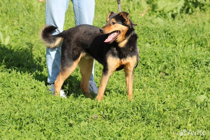 Собака в добрые руки