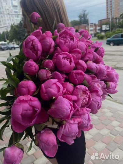 Пионы
