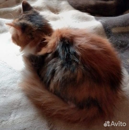 Кошки в добрые руки отдам бесплатно