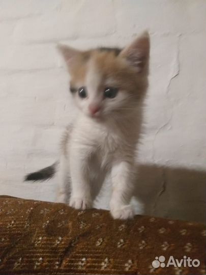 Кошечка крысоловка