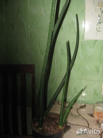 Сансевьера