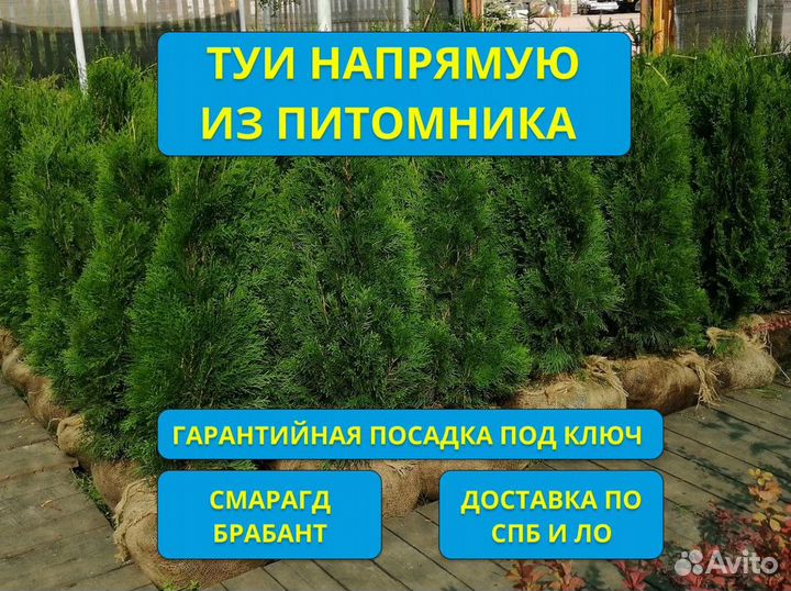 Туи Смарагд Брабант из Питомника + Гарантия