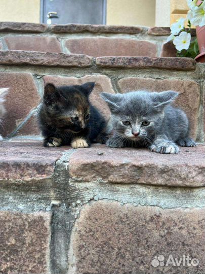 Котята в дар