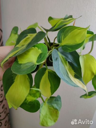 Филодендрон Фикус Пеперомия Ктенанта и др