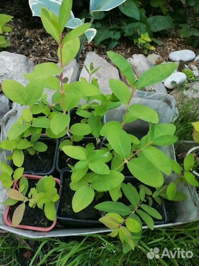 Калина сладкоплодная, Жимолость сортовая