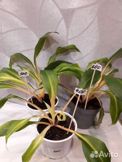 Комнатные растения цветы г.Брянск