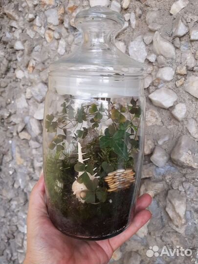 Флорариум с живым мхом