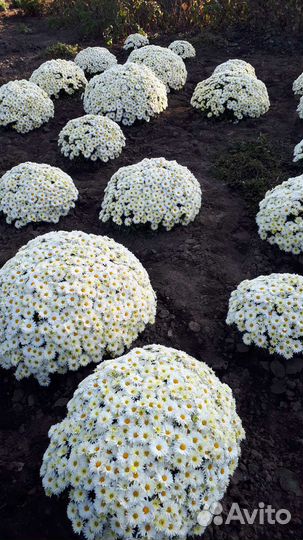 Хризантема шаровидная.мультифлора