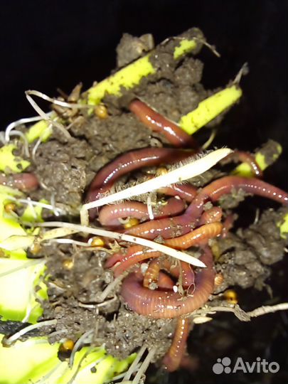 Черви для рыбалки