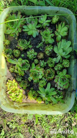 Молодило каменная роза