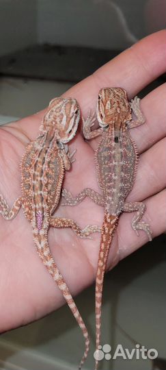 Бородатая агама малыши