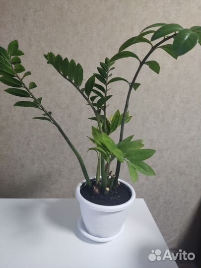 Замиокулькас