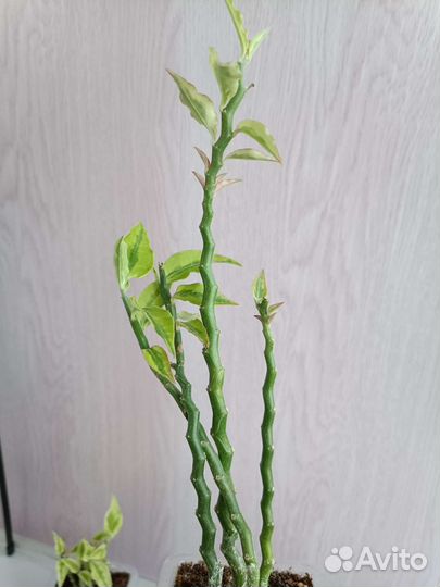 Комнатное растение Педилантус