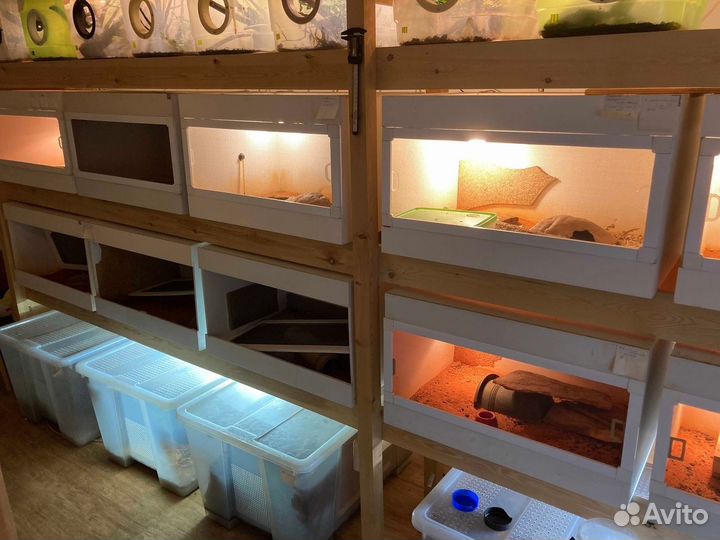 Террариум для рептилий бу