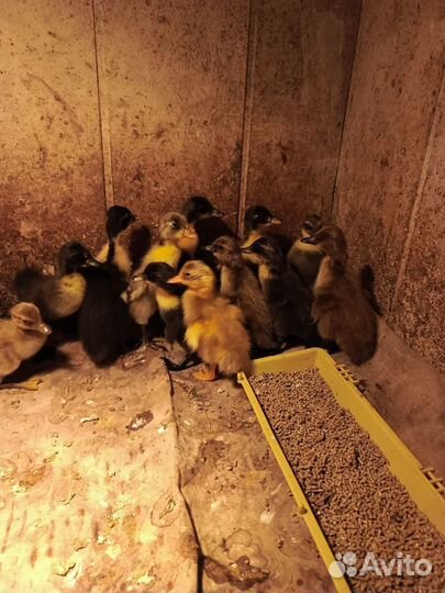 Утки индийский бегунок, утята