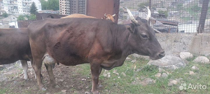 Коровы дойные молочные