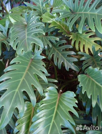 Филодендрон карамель марбл зеленая