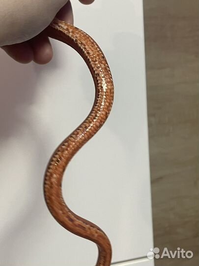 Маисовый полоз Scaleless