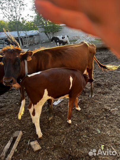 Корова дойная с теленком
