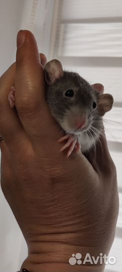 Декоративная крыса