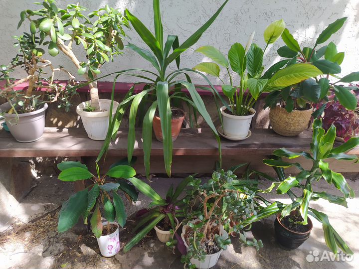 Цветы комнатные