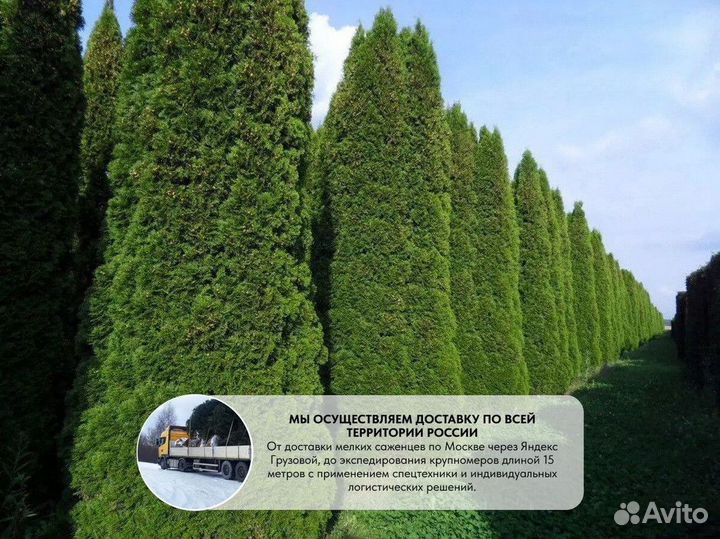 Туя западная Смарагд, крупномер