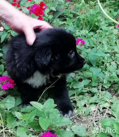 Милый ласковый малыш в добрые руки