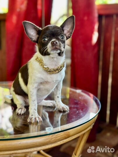 Чихуахуа девочка красотка