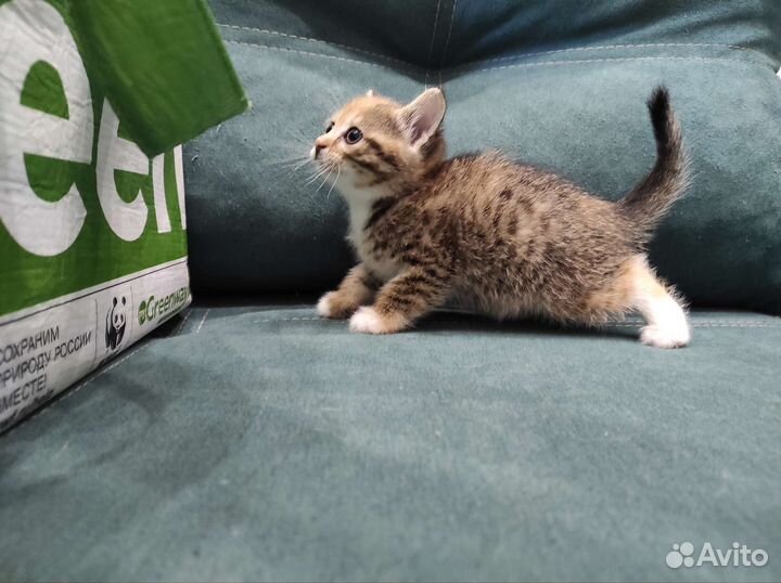 Кошечка трёхцветка