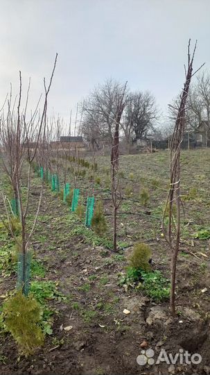 Продажа саженцев