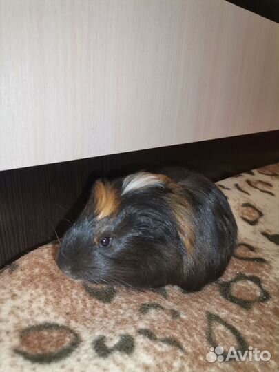 Морская свинка мальчик