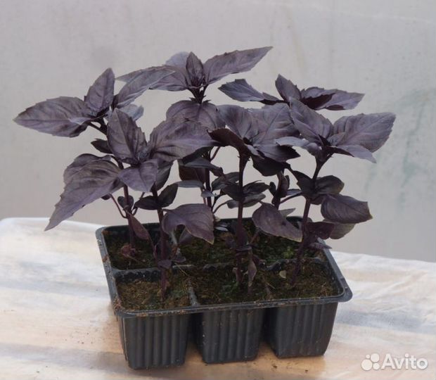 Рассада базилика