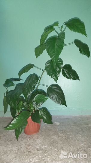 Гибискус китайская роза