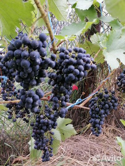 Саженцы винограда столовых и технических сортов