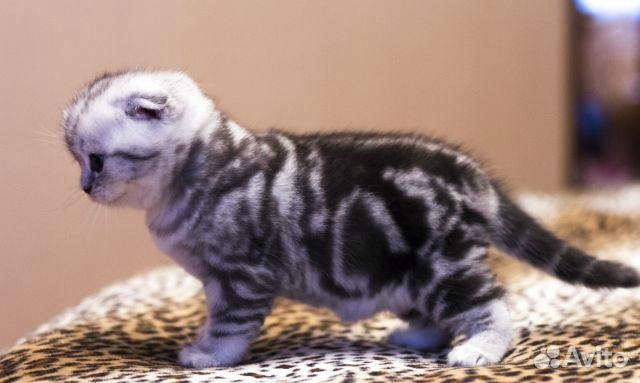 Вислоухие мраморные котята