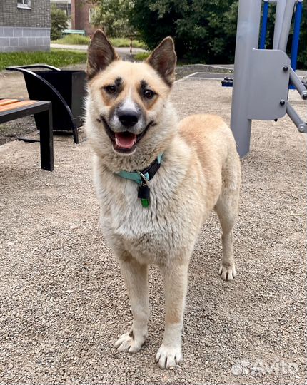 Помесь овчарки