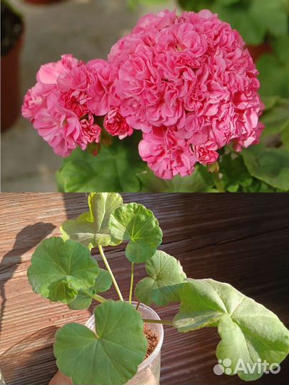 Пеларгония герань