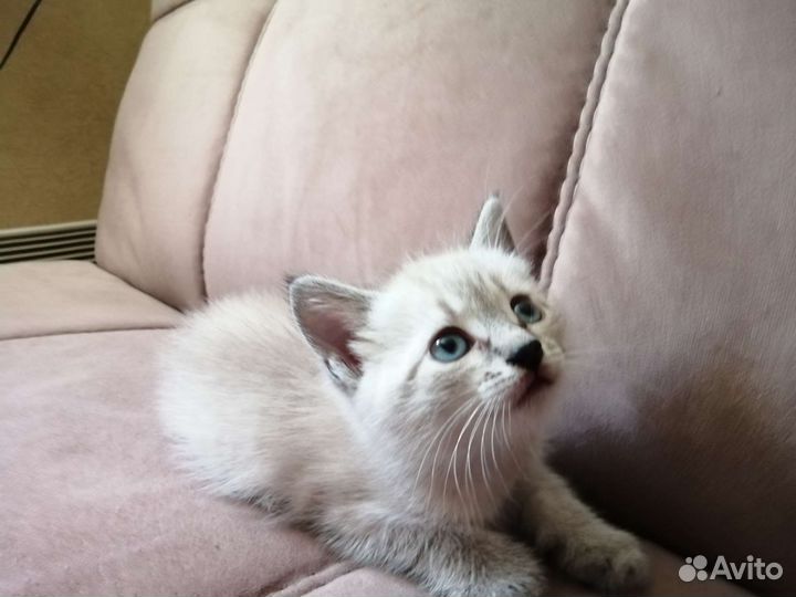 Котята в дар бесплатно