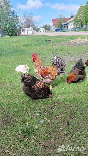 Яйцо на инкубацию