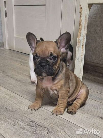 Французский бульдог щенки