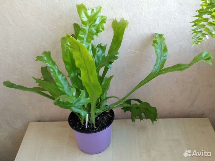 Папоротник микроссорум