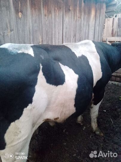 Быки на мясо, корова
