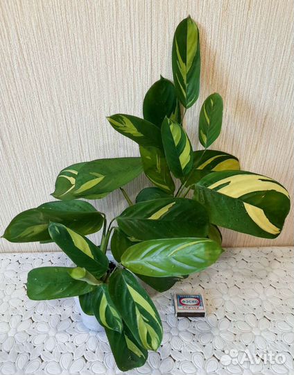 Много цветиков 